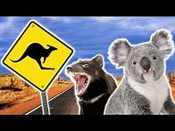 Video thumbnail for Australian Animals | Animals for Kids | Weird Wild Animals