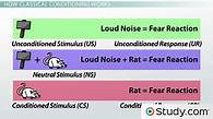 Video thumbnail for Classical Conditioning | Definition, Principles & Examples