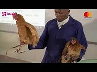 Video thumbnail for Poultry Production lesson in Agriculture Uganda Advanced Secondary School