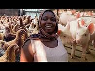 Video thumbnail for How This Ugandan Started A Successful Piggery & Poultry Farm In Uganda