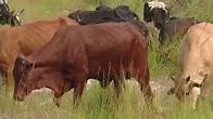 Video thumbnail for Uganda Census: 14.5 Million cattle recorded in 2021