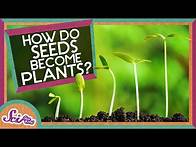 Video thumbnail for How Does A Seed Become A Plant? | Backyard Science | SciShow Kids