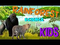 Video thumbnail for What is a Rainforest | Science for Kids