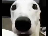 Video thumbnail for Goofy ahh sounds