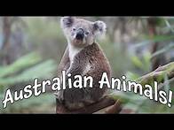 Video thumbnail for Australian Animals! Our Biggest Video of Animals in Australia for Kids