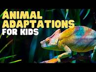 Video thumbnail for Animal Adaptations for Kids, Learn about physical, life cycle, and behavioral adaptations of animals