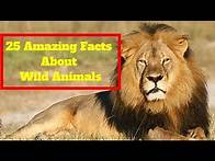 Video thumbnail for Learning about Wild Animals | 25 Amazing Facts about Wild Animals (2018)