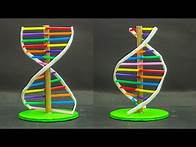 Video thumbnail for School Science Projects | DNA Model