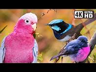 Video thumbnail for Most Beautiful Birds of Australia | Amazing Creatures | Relaxing Nature Sounds | Australian Wildlife