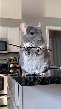 Video thumbnail for Top 5 Animals with Incredible Abilities: Speed, Reflexes, and Precision!