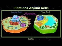 Video thumbnail for 5th Grade - GA Science - Plant and Animal Cells - Topic Overview
