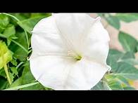 Video thumbnail for How to Grow Moonflower Vine