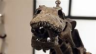 Video thumbnail for Yale Peabody Museum reopens with brontosaurus centerpiece