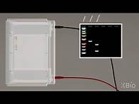 Video thumbnail for Virtual Lab Simulation: Agarose Gel Electrophoresis