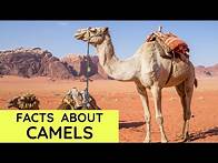 Video thumbnail for Camel Facts for Kids | Interesting Amazing Facts about Camels for Children