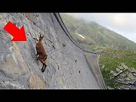 Video thumbnail for 15 AMAZING Animal Superpowers