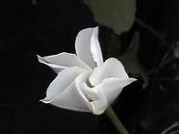 Video thumbnail for Moonflower Blooming