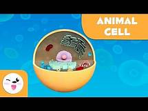 Video thumbnail for Animal cell and animal cell parts - Natural Science- Educational video for kids