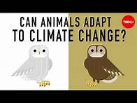Video thumbnail for Can wildlife adapt to climate change? - Erin Eastwood