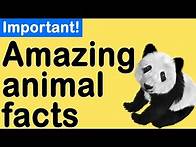 Video thumbnail for Amazing facts about animals