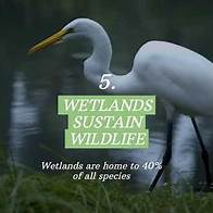 Video thumbnail for 6 Reasons why restoring wetlands is vital for our future