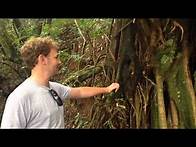 Video thumbnail for Tropical Rainforest Adaptations
