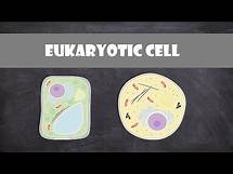 Video thumbnail for Eukaryote Cell Structure and Function | Cell Biology