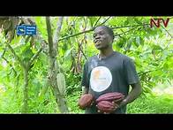 Video thumbnail for How to increase Cocoa production in Uganda