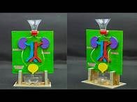 Video thumbnail for School Science Projects | Kidney Working Model