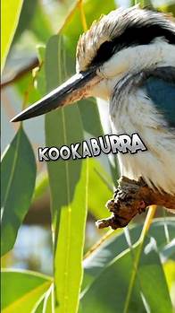 Video thumbnail for Top 5 animals of Australia #AustralianWildlife