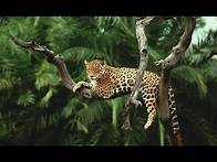 Video thumbnail for Amazon rainforest animals - Discover the animals in the Amazon Forest