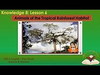 Video thumbnail for Kn 8 Ls 6 Animals Tropical Rainforest