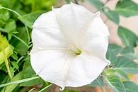 Video thumbnail for How to Grow Moonflower