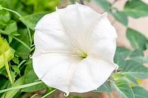 Video thumbnail for How to Grow Moonflower