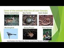 Video thumbnail for Georgia Standards of Excellence - 3rd Grade Life Science Standards Explained