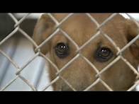 Video thumbnail for New rules for animal shelters in New York State coming in 2025
