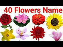 Video thumbnail for flowers name, 40 flowers name, flowers name with spelling