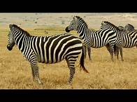 Video thumbnail for Introduction to Zoology: What are Animals?