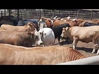Video thumbnail for Overview of Intensive System of Cattle Farming