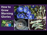 Video thumbnail for How to Grow Morning Glories