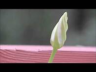 Video thumbnail for Moonflower Blooming