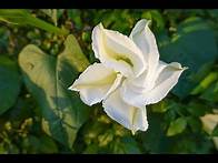 Video thumbnail for How to Grow MoonFlower from Seeds!