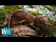 Video thumbnail for Top 10 Animals With Amazing Camouflage