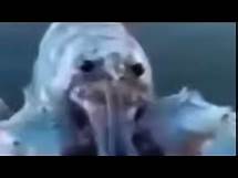 Video thumbnail for Surprise Blue Lobster Jumpscare (Meme Compilation)