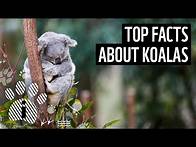 Video thumbnail for Top 10 Koala Facts | Animal Facts | WWF