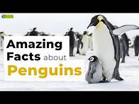 Video thumbnail for Amazing Facts About Penguins 🐧 Learn All About Penguins- Animals for Kids - Educational Video