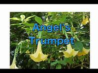 Video thumbnail for Growing Brugmansia from Seed - Angel's Trumpet
