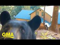 Video thumbnail for How urban sprawl and climate change affect animal migration l GMA