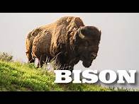 Video thumbnail for All About American Bison (aka Buffalo) for Kids - Animal Videos for Children - FreeSchool