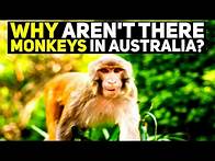 Video thumbnail for Why Aren't There Monkeys In Australia?